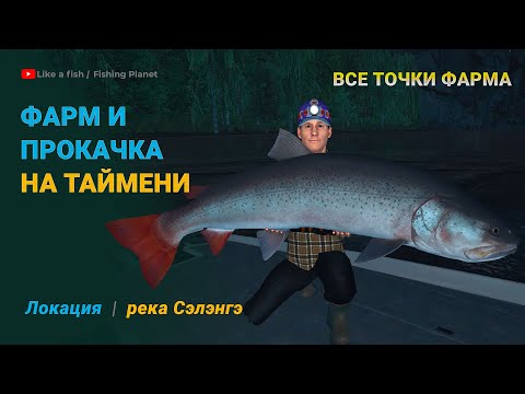 Видео: Fishing Planet - Фарм и Прокачка на Таймени на реке Сэлэнгэ, фармовые точки на Таймень