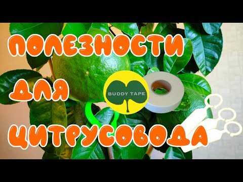 Видео: Прививочная лента BUDDY Tape для прививки и окулировки.