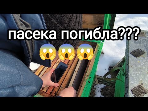 Видео: пасека погибла??? 😱😱😱 осмотр пчелосемей 31.01.2024  #беларусь #осиповичи #пчеловодство #природа