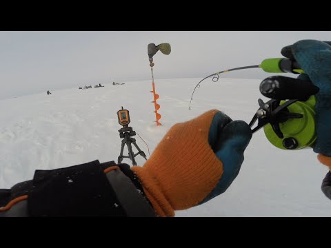 Видео: НАШЛИ РЫБКУ С ПЕРВЫХ ЛУНОК.РЫБАЛКА НА СУДАКА.РЫБАЛКА НА ОБСКОМ ВОДОХРАНИЛИЩЕ