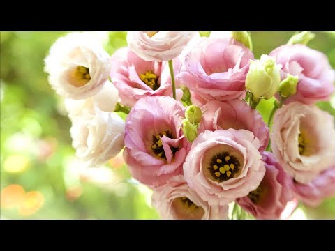 Видео: Ирландская роза - Эустома.  Выращивание из семян