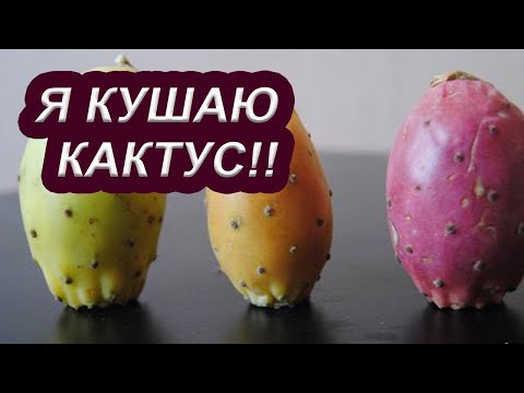 Видео: Как кушать кактус? Плоды кактуса опунции