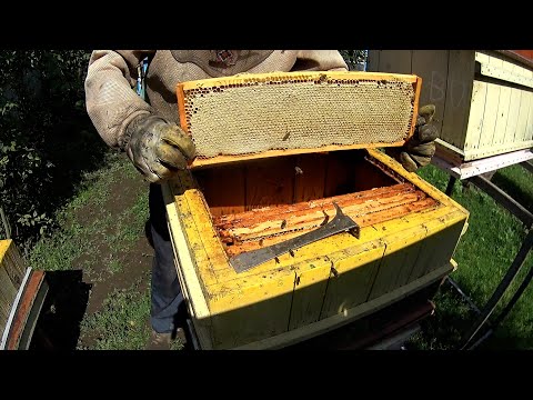 Видео: Липень,друга качка. Ножі від "Павік".