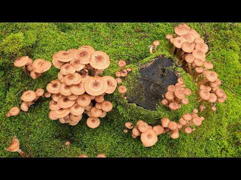Видео: Опята окружили нас 😊