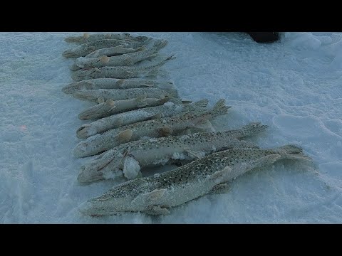 Видео: ТАКОГО КЛЁВА Щуки в ГЛУХОЗИМЬЕ я НЕ ОЖИДАЛ!!! ЩУКА на махалку. ЗИМНЯЯ Рыбалка на Амуре 2022