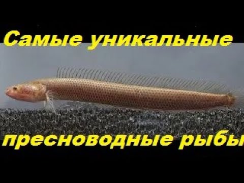 Видео: Самые уникальные пресноводные рыбы