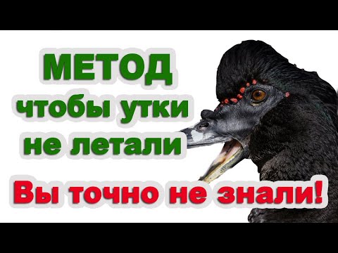 Видео: КАК ПОДРЕЗАТЬ КРЫЛЬЯ УТКАМ. Как содержать  мускусных уток в  большом количестве.