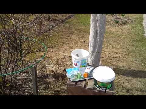 Видео: Как я спасала больные яблони и что делаю сейчас