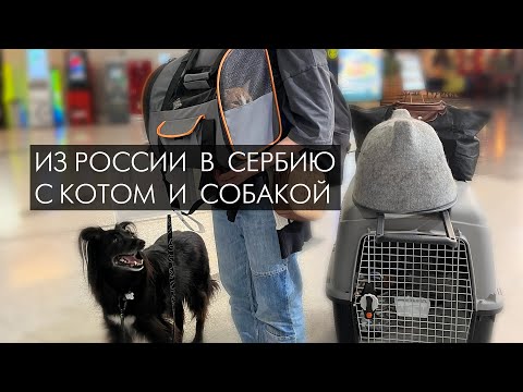 Видео: Переезд из Москвы в Сербию с котом и собакой