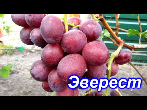 Видео: Эверест - виноград с очень крупной ягодой на 15.09.2020