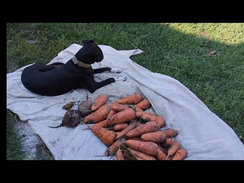 Видео: Ждём ценный груз, копаем морковь 