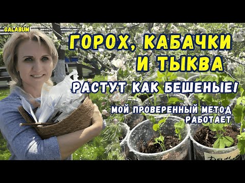 Видео: ЭТОТ СПОСОБ ПОСАДКИ Изменит Ваш Урожай Навсегда / Тыква и Кабачки Растут как Бешеные. @galabum