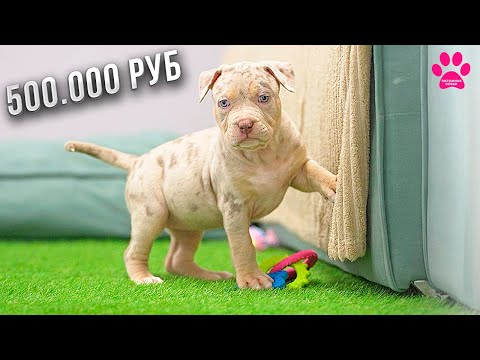 Видео: Самый дорогой щенок в нашем питомнике за 20 лет! Она того стоит!