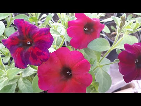 Видео: На петунии ВИРУС  или НЕ вирус? Вот в чем вопрос☝️!