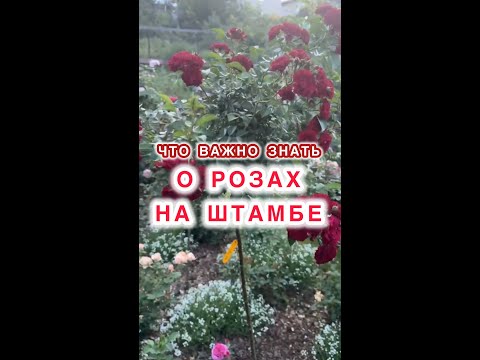 Видео: С чего начинается ВОСПИТАНИЕ КУСТА РОЗЫ в настоящую КОРОЛЕВУ САДА.