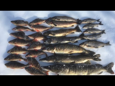 Видео: ОТЛИЧНАЯ РЫБАЛКА. КУМЖА..СИГ.ЩУКА.ОКУНЬ.Рыбалка в тайге. Часть 2.
