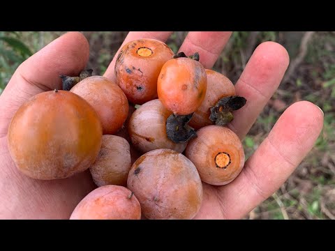 Видео: Знакомство с американской хурмой