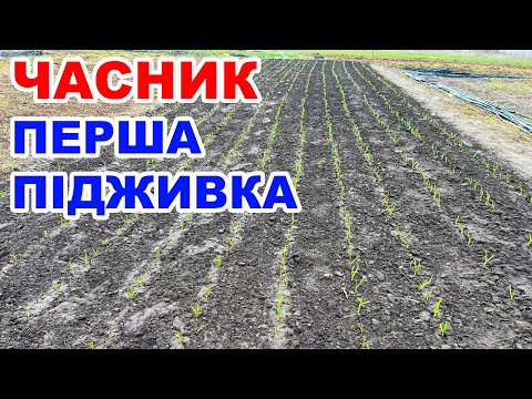 Видео: Чим підживити часник весною ? Підкормка озимого часнику