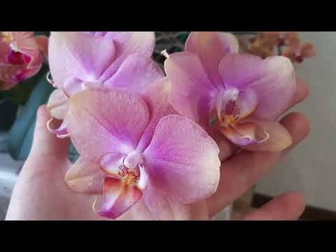 Видео: Роскошь домашнего цветения моих орхидей.Зацвела новинка.