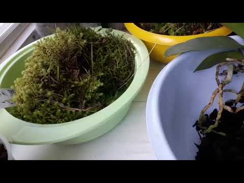Видео: Пересадка орхидей в лесной мох🍃🍀☘️🌿! идеальная посадка для моих любимок .... и кое что ещё..