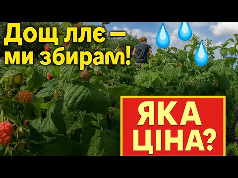 Видео: ❌ Дощ ллє, ми збираємо... А скільки заробили? 💸 Бізнес на малині ✅