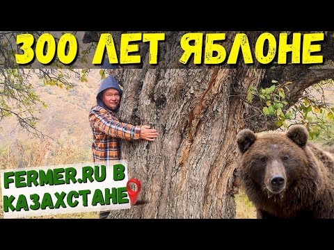 Видео: Яблоня Сиверса: Прародительница всех яблонь мира и уникальное наследие Казахстана