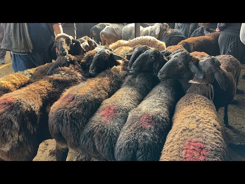 Видео: 18 октября 2025 г АНДИЖОН ХУЖАОБОД КУЙ БОЗОРИ НАРХЛАРИ ANDIJON XOʻJAOBOD QOʻY BOZORI NARXLARI