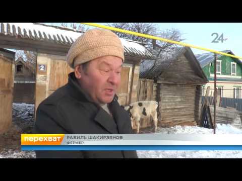 Видео: В Высокогорском районе бык насмерть забодал пенсионерку