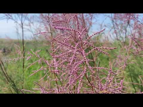 Видео: Разведка на заливах Капчагая ! РЫБА ВСЯ УШЛА ! #капчагай#рыбалка#алматы#иле
