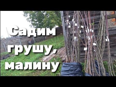 Видео: Привезли в сад грушу, малину.