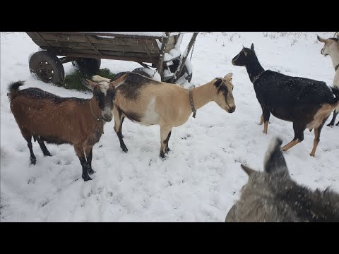 Видео: Какие витамины козе // После ящура // Купили козу 