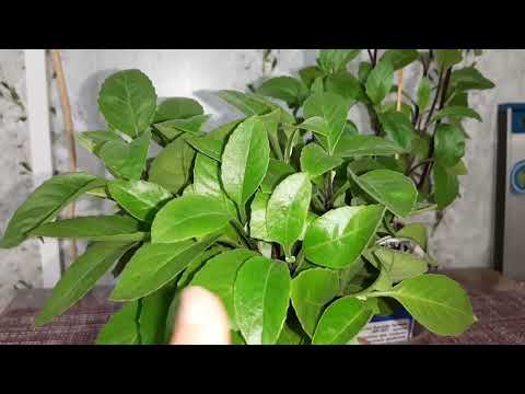 Видео: Поговорим  о Джинуре Прокумбенс! 14 ноября 2023 г.