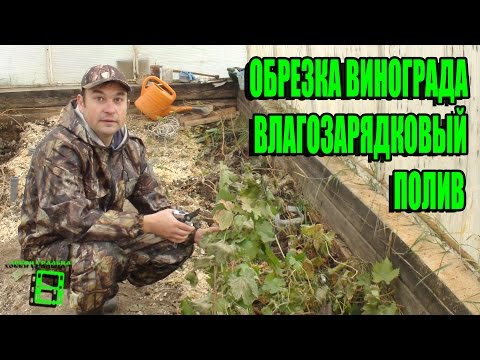 Видео: ОБРЕЗКА ВИНОГРАДА. ВЛАГОЗАРЯДКОВЫЙ ПОЛИВ. ПОДГОТОВКА ВИНОГРАДНИКА К ЗИМЕ. СЕВЕРНЫЙ ВИНОГРАДНИК С "0"
