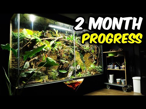 Видео: Новые ЖИВОТНЫЕ и РАСТЕНИЯ в Junglearium 2.0!