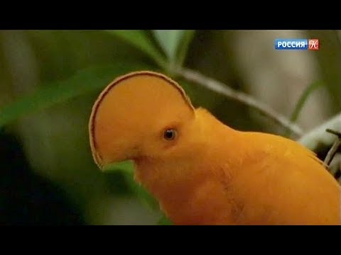 Видео: Бразилия. В джунглях Амазонии.