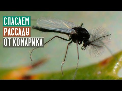 Видео: СЕЗОН 2020: РЕЗУЛЬТАТИВНЫЕ И БЕЗОПАСНЫЕ СРЕДСТВА БОРЬБЫ С КОМАРИКОМ / Садовый гид