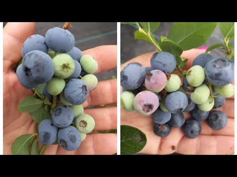 Видео: Голубика Гурон. Плюсы и минусы. Карликовость.