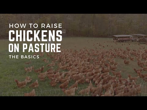 Видео: Как выращивать кур на пастбищах: основы здорового и счастливого содержания кур