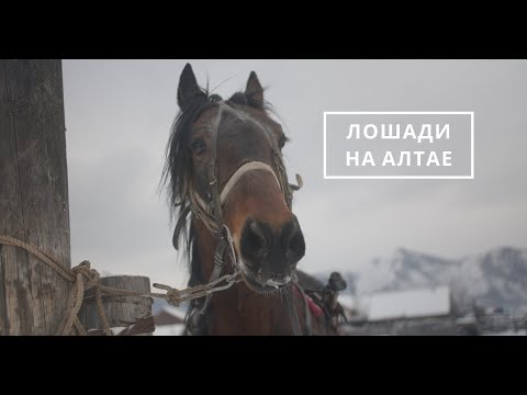 Видео: Как куют лошадей на Алтае