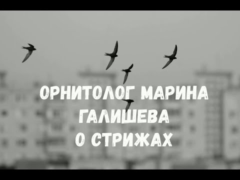 Видео: О стрижах: орнитолог Марина Галишева #Cтрижи
