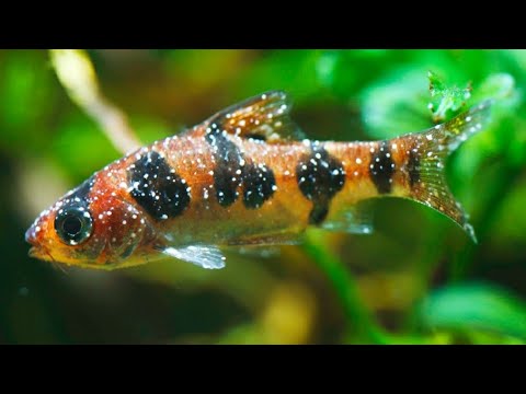 Видео: Лечим рыбку по науке! Ихтиофтириоз!