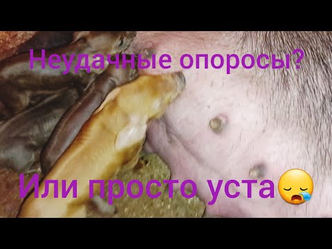 Видео: Олени 😍 Дохнут поросята. Одна на хозяйстве