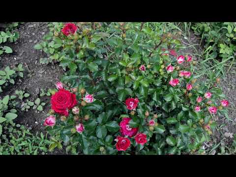 Видео: Руби Стар (Ruby Star)