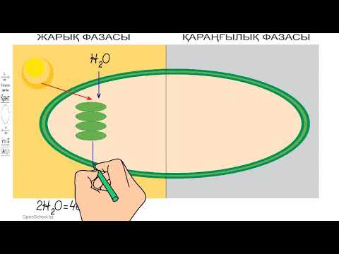 Видео: I тоқсан, биология, 11 сынып, 8 сабақ
