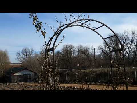 Видео: Арки для плетистых роз, лучший размер. Питомник Роз Полины Козловой rozarium biz