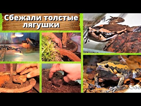 Видео: Сбежали толстые лягушки. Ловкие Kaloula