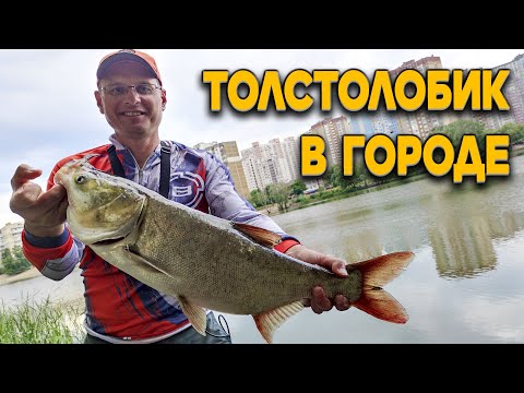 Видео: Дядя Фёдор ловит толстолобика на технопланктон! Невероятная городская рыбалка!!!