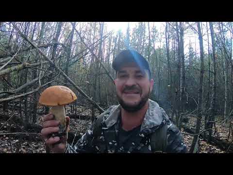 Видео: ГРИБНОЕ НАШЕСТВИЕ в НОЯБРЕ!!! ГРИБЫ ПОД КАЖДЫМ ДЕРЕВОМ!! Сбор грибов 2022