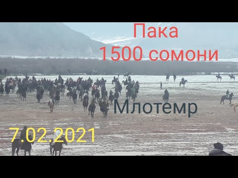 Видео: Бузкаши Дар н. Точикобод  д. Зафаробод  7 февраля 2021 г.