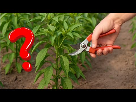 Видео: Нужно ли обрезать ветки перца? Делай вот так!